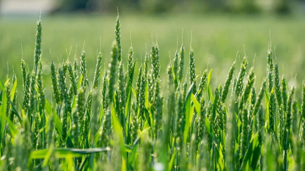 Tea Saponin For Agriculture Tea Saponin For Agriculture